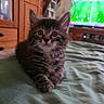 cat, kitten, fluffy, tabby, pet, animal, sitting, front_view, wide_eyes, whiskers, pointed_ears, crossed_paws, bed, blanket, bedroom, indoors, television, football, wooden_cabinet, portrait