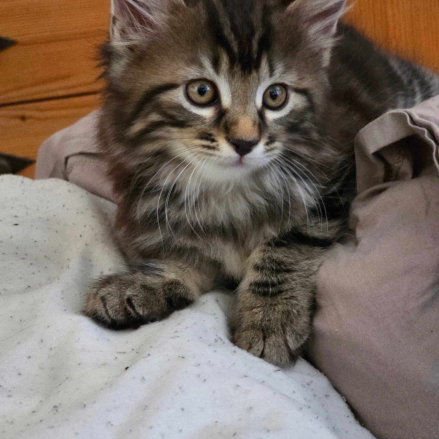 Paco