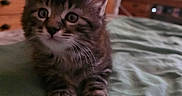 Paco a rejoint le concours — aidez-le/la à gagner de superbes lots ! kitten, cat, fluffy, long_hair, brown, gray, tabby, animal, pet, whiskers, ears, eyes, sitting, bed, blanket, bedroom, television, football, indoors, portrait