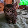 kitten, cat, fluffy, long_hair, brown, gray, tabby, animal, pet, whiskers, ears, eyes, sitting, bed, blanket, bedroom, television, football, indoors, portrait