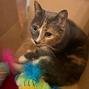 Bubbles is registered to the contest to win money with this photo: animal, calico_cat, cardboard_box, cat, close_up, colorful_toy, cozy, curious, cute, domestic_animal, feline, fur, fuzzy_toy, indoor, looking_up, pet, playful, soft_focus, toy, whiskers