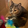 animal, calico_cat, cardboard_box, cat, close_up, colorful_toy, cozy, curious, cute, domestic_animal, feline, fur, fuzzy_toy, indoor, looking_up, pet, playful, soft_focus, toy, whiskers