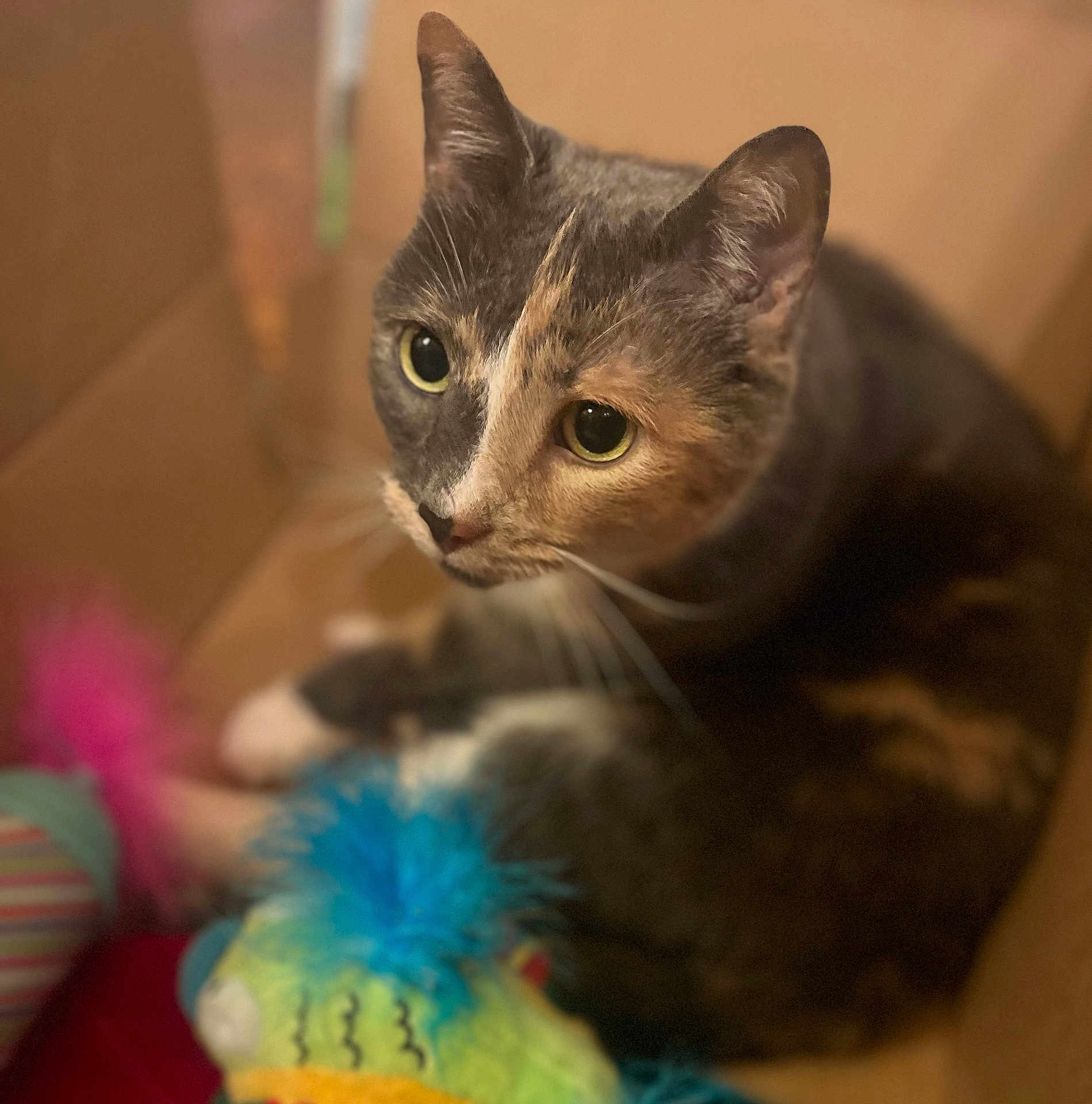 Bubbles is registered to the contest to win money with this photo: animal, calico_cat, cardboard_box, cat, close_up, colorful_toy, cozy, curious, cute, domestic_animal, feline, fur, fuzzy_toy, indoor, looking_up, pet, playful, soft_focus, toy, whiskers