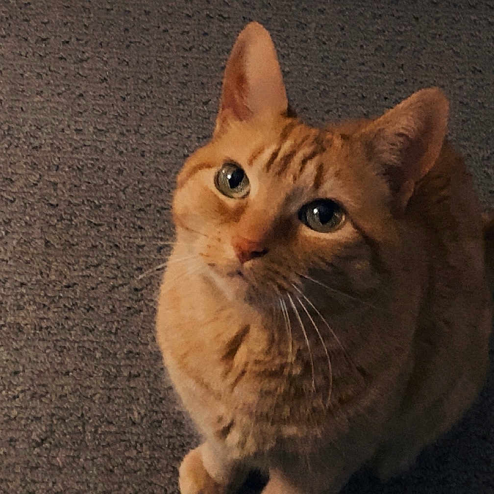 Alani is registered to the contest to win money with this photo: cat, orange_tabby, pet, feline, looking_up, curious, whiskers, ears, tail, carpet, indoor, animal, cute, domestic_cat, mammal, fur, sitting, closeup, portrait, companion