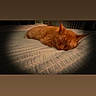 Alani joined the competition — help win amazing prizes! animal, bed, bedspread, cat, cozy, cute, domestic_animal, feline, fur, home, indoor, nap, orange_cat, pet, quiet, relaxation, resting, sleeping, soft_light, vignette