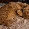 Alani is registered to the contest to win money with this photo: cat, ginger_cat, sleeping, fluffy_blanket, cozy, indoor, pet, feline, cute, resting, fur, whiskers, paws, relaxed, domestic_animal, animal, bedroom, soft_texture, warm, comfort