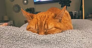Alani joined the competition — help win amazing prizes! blanket, cat, comfort, cozy, domestic_animal, ears, feline, fur, home_decor, indoor, living_room, nap, orange_cat, pet, relaxation, resting, sleeping, soft_texture, television, wall_art