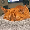 blanket, cat, comfort, cozy, domestic_animal, ears, feline, fur, home_decor, indoor, living_room, nap, orange_cat, pet, relaxation, resting, sleeping, soft_texture, television, wall_art