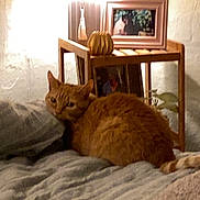 Alani joined the competition — help win amazing prizes! animal, bed, blanket, cat, cozy, curious, feline, furniture, home_interior, indoor, lamp, orange_cat, pet, picture_frame, pillow, plant, relaxation, resting, side_table, warm_lighting