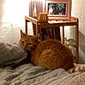 animal, bed, blanket, cat, cozy, curious, feline, furniture, home_interior, indoor, lamp, orange_cat, pet, picture_frame, pillow, plant, relaxation, resting, side_table, warm_lighting