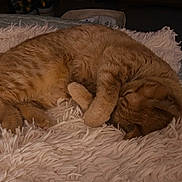 Alani is registered to the contest to win money with this photo: cat, orange_tabby, sleeping, curled_up, fluffy_blanket, bed, cozy, indoor, resting, feline, pet, warm, soft_texture, fur, quiet, relaxation, home, comfort, cute, animal