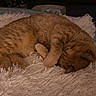 cat, orange_tabby, sleeping, curled_up, fluffy_blanket, bed, cozy, indoor, resting, feline, pet, warm, soft_texture, fur, quiet, relaxation, home, comfort, cute, animal