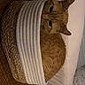 Alani is registered to the contest to win money with this photo: cat, ginger_cat, basket, woven, white_fabric, cozy, curled_up, indoor, pet, feline, curious, snug, soft_lighting, home, resting, cute, animal, fur, ears, face