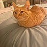 Alani is registered to the contest to win money with this photo: animal, bed, blanket, bookshelf, cat, comfort, cozy, curious, cute, feline, furniture, home, indoor, orange_tabby, pet, picture_frame, radiator, resting, soft, warm_lighting