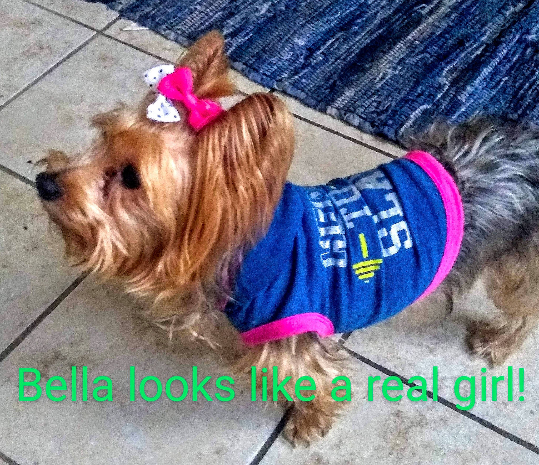 Bella Rose is registered to the contest to win money with this photo: australian_silky_terrier, australian_terrier, biewer_terrier, canidae, carnivore, chinese_imperial_dog, companion_dog, dog, dog_breed, dog_clothes, dog_supply, leash, lhasa_apso, puppy, puppy_love, rare_breed_dog, small_terrier, terrier, toy_dog, yorkshire_terrier