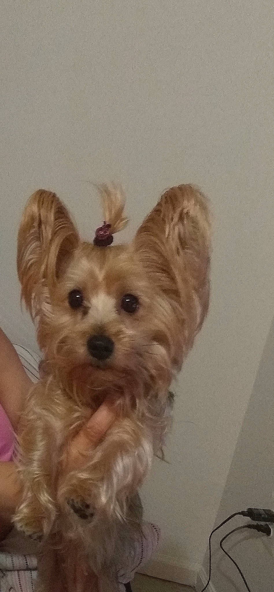 Bella Rose joined the competition — help win amazing prizes! australian_silky_terrier, biewer_terrier, cairn_terrier, canidae, carnivore, companion_dog, dog, dog_breed, ear, maltepoo, mammal, morkie, puppy, rare_breed_dog, small_terrier, snout, terrier, toy_dog, vertebrate, yorkshire_terrier