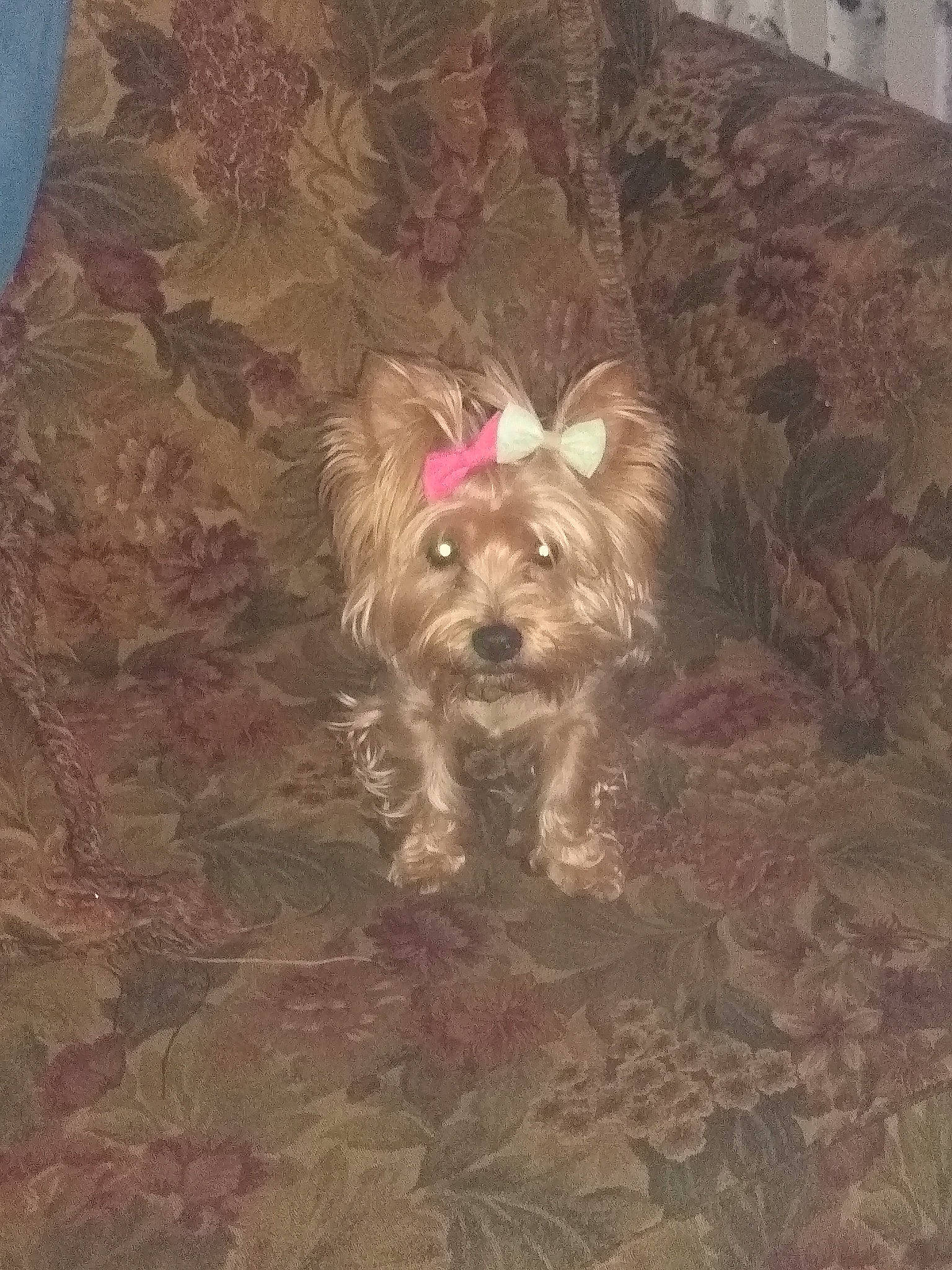 Bella Rose is registered to the contest to win money with this photo: bolonka, cairn_terrier, canidae, carnivore, chinese_imperial_dog, companion_dog, dog, dog_breed, glen_of_imaal_terrier, maltepoo, mammal, morkie, puppy, rare_breed_dog, schnoodle, small_terrier, terrier, toy_dog, yorkipoo, yorkshire_terrier