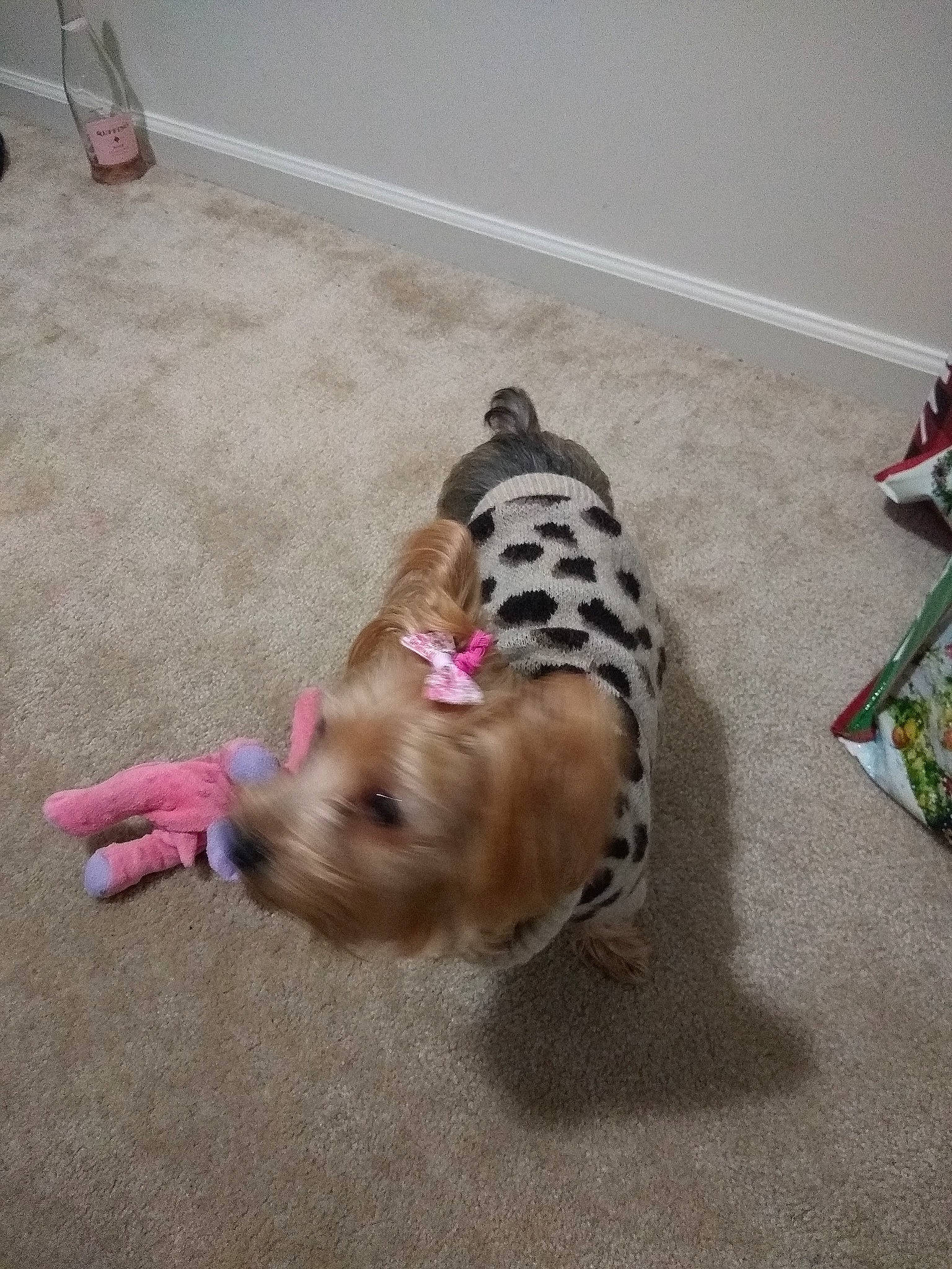 Bella Rose joined the competition — help win amazing prizes! canidae, carnivore, companion_dog, dog, dog_breed, fawn, puppy, sporting_group