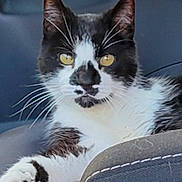 Seed participe au concours pour gagner de l'argent avec cette photo : cat, black_and_white, yellow_eyes, car_seat, paw, whiskers, fur, pet, animal, relaxed, indoor, close_up, portrait, feline, seat_stitching, comfortable, resting, domestic_animal, side_view, focus