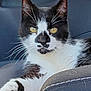 cat, black_and_white, yellow_eyes, car_seat, paw, whiskers, fur, pet, animal, relaxed, indoor, close_up, portrait, feline, seat_stitching, comfortable, resting, domestic_animal, side_view, focus