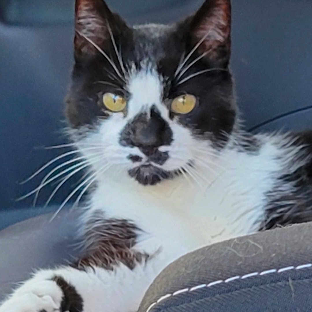 Seed participe au concours pour gagner de l'argent avec cette photo : animal, black_and_white, car_seat, cat, close_up, comfortable, domestic_animal, feline, focus, fur, indoor, paw, pet, portrait, relaxed, resting, seat_stitching, side_view, whiskers, yellow_eyes