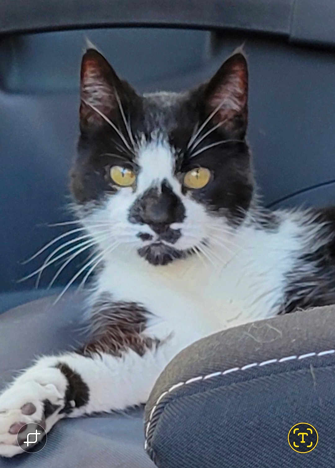 Seed participe au concours pour gagner de l'argent avec cette photo : cat, black_and_white, yellow_eyes, car_seat, paw, whiskers, fur, pet, animal, relaxed, indoor, close_up, portrait, feline, seat_stitching, comfortable, resting, domestic_animal, side_view, focus