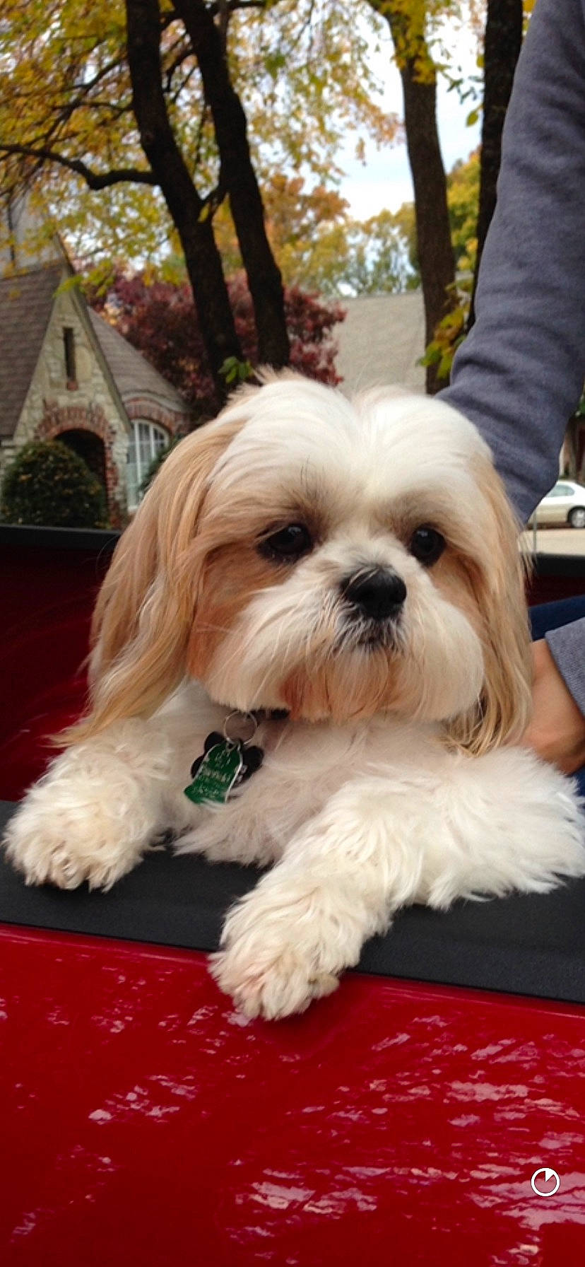 Bogey joined the competition — help win amazing prizes! canidae, carnivore, companion_dog, dog, dog_breed, fur, glasses, grass, maltepoo, non_sporting_group, plant, shih_tzu, small_terrier, snout, sporting_group, sunglasses, terrier, toy_dog, tree, working_animal