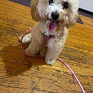 Winnie joined the competition — help win amazing prizes! dog, puppy, curly_fur, pink_harness, leash, wooden_floor, indoor, pet, tongue_out, cute, small_dog, happy, sitting, animal, domestic, fur, canine, playful, floor, house