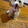 dog, puppy, curly_fur, pink_harness, leash, wooden_floor, indoor, pet, tongue_out, cute, small_dog, happy, sitting, animal, domestic, fur, canine, playful, floor, house