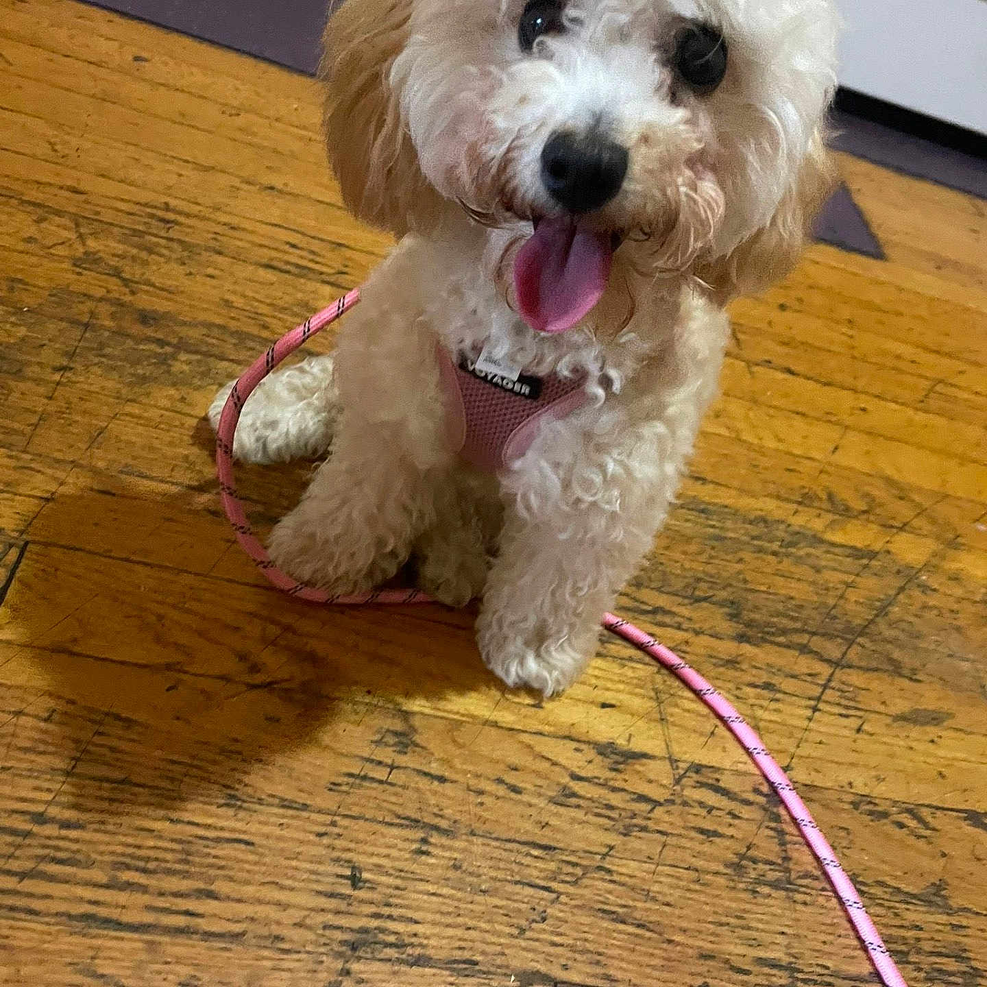 Winnie joined the competition — help win amazing prizes! animal, canine, curly_fur, cute, dog, domestic, floor, fur, happy, house, indoor, leash, pet, pink_harness, playful, puppy, sitting, small_dog, tongue_out, wooden_floor