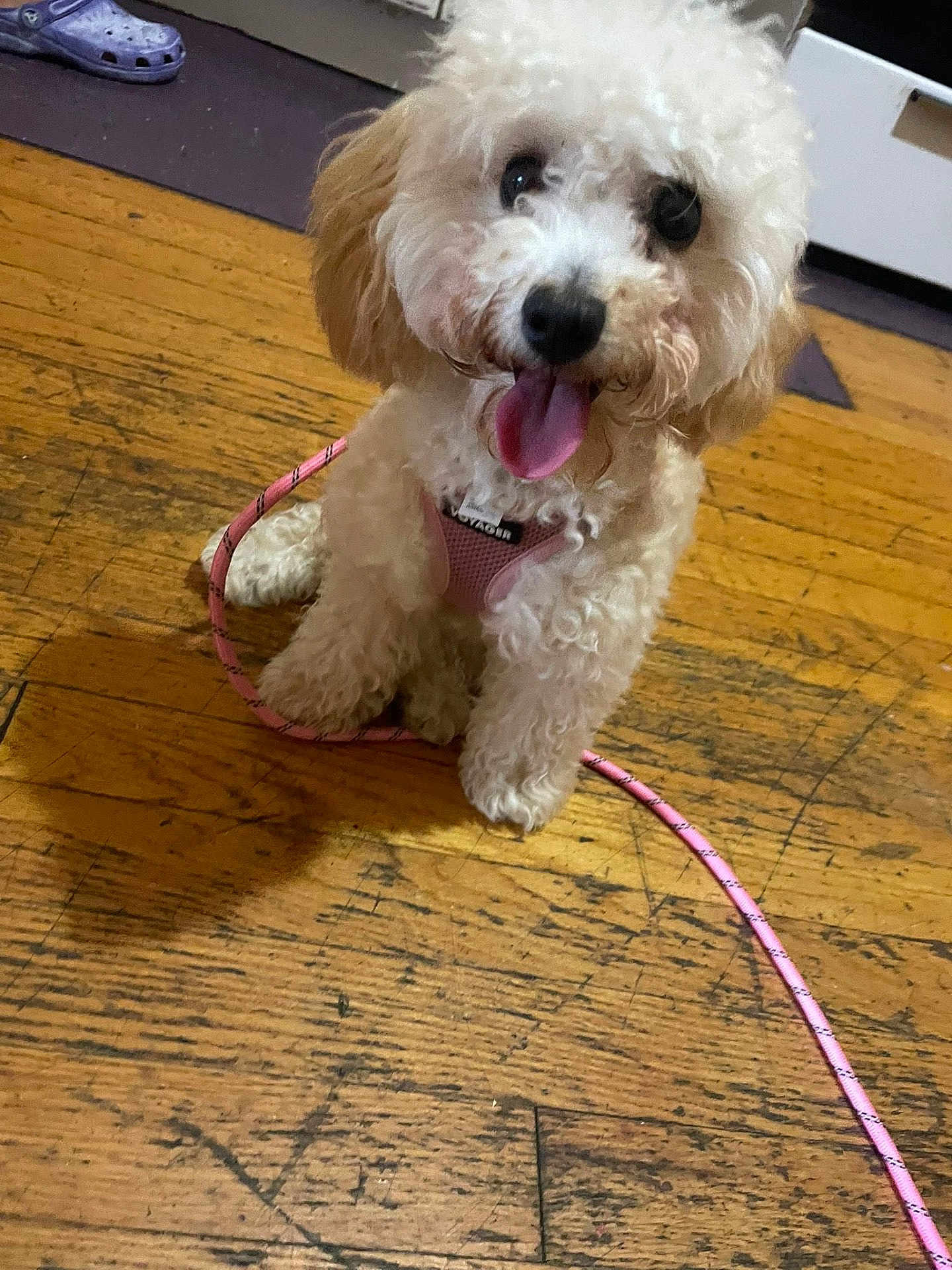 Winnie joined the competition — help win amazing prizes! dog, puppy, curly_fur, pink_harness, leash, wooden_floor, indoor, pet, tongue_out, cute, small_dog, happy, sitting, animal, domestic, fur, canine, playful, floor, house