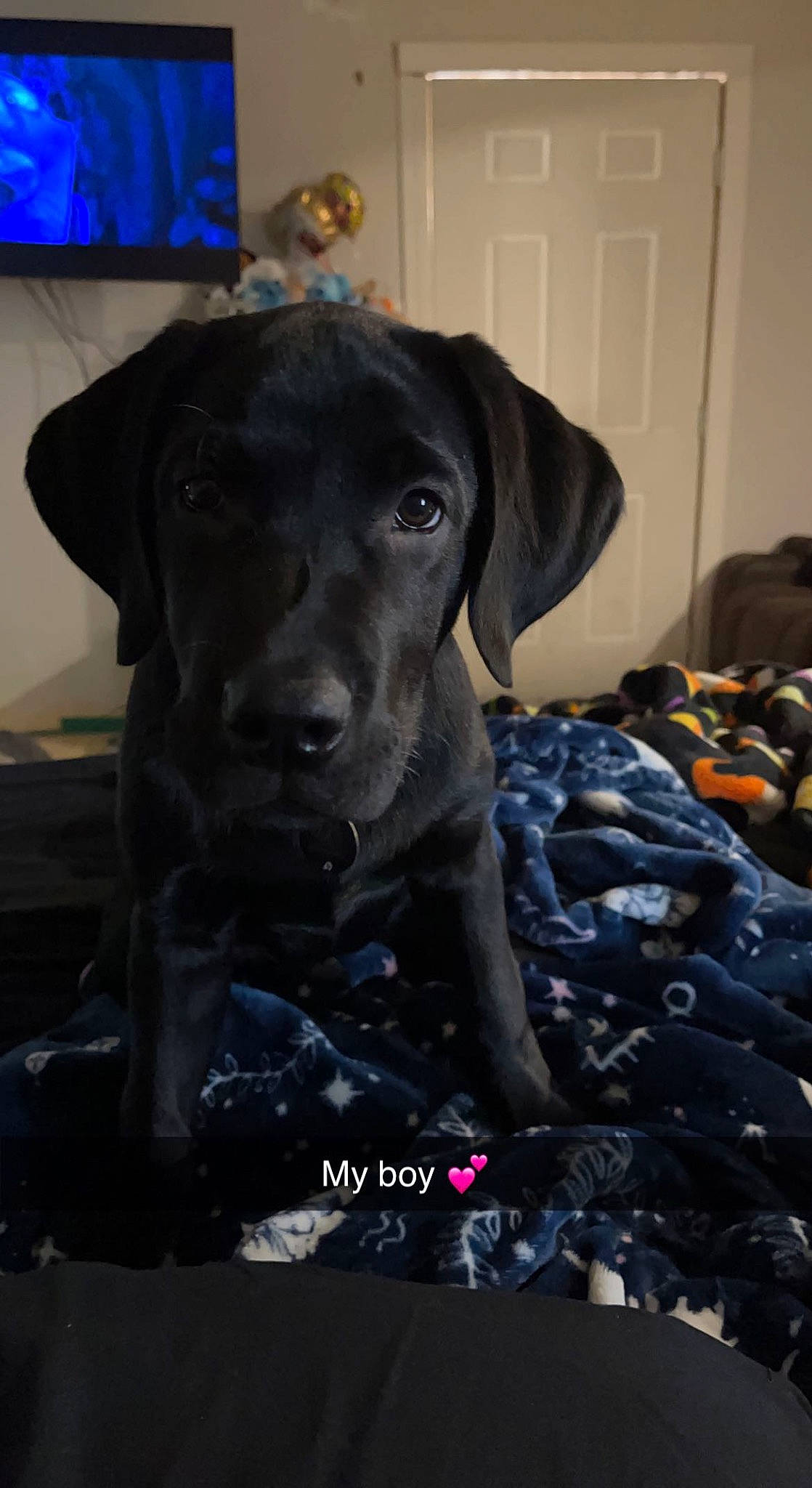 Harlow is registered to the contest to win money with this photo: blue, borador, canidae, carnivore, companion_dog, dog, dog_breed, electric_blue, fawn, fur, guard_dog, gun_dog, hunting_dog, liver, non_sporting_group, pointing_breed, sporting_group, whiskers, working_animal, working_dog