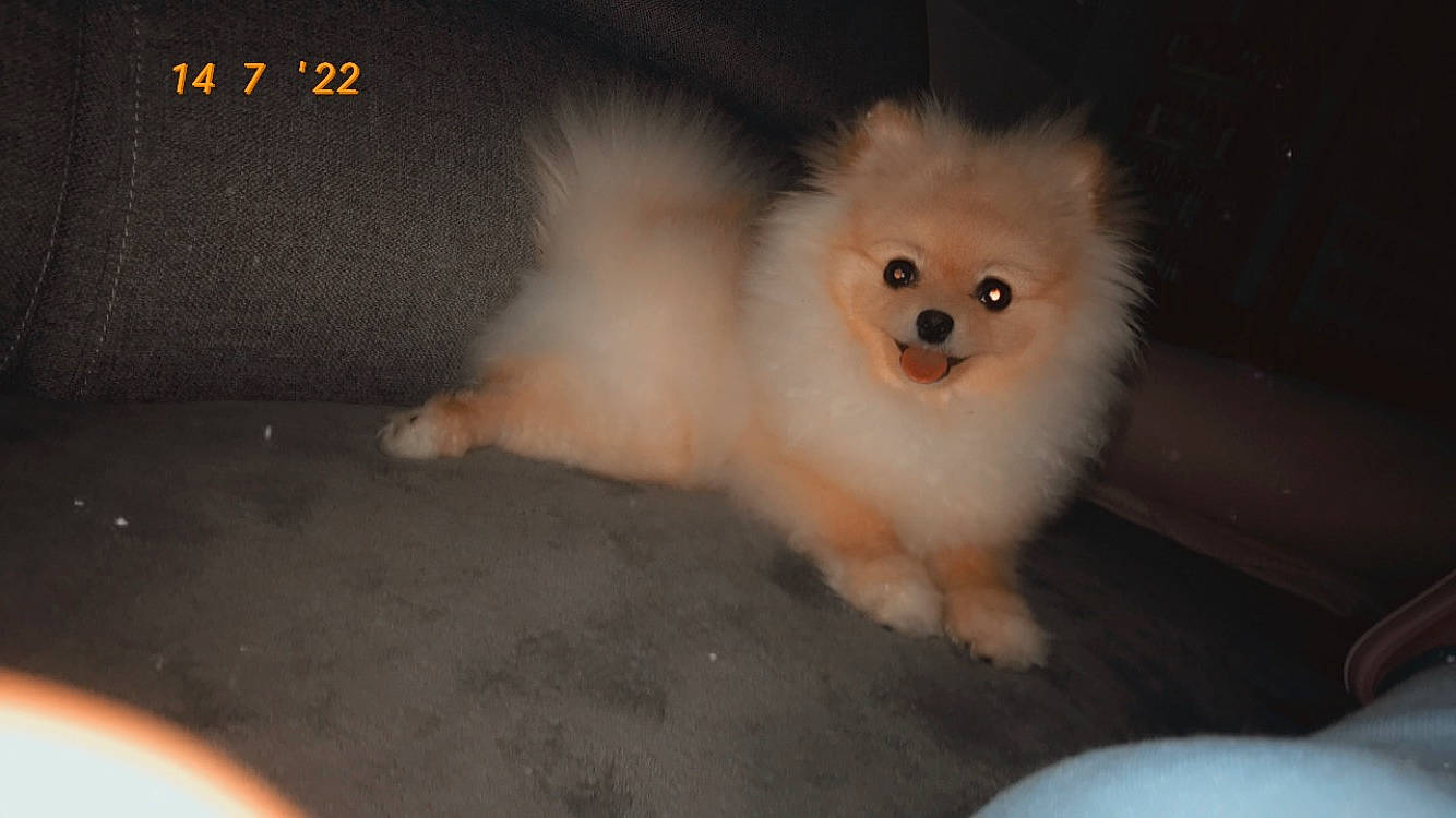 Brioche a rejoint le concours — aidez-le/la à gagner de superbes lots ! ancient_dog_breeds, canidae, carnivore, companion_dog, dog, dog_breed, eye, fawn, fur, german_spitz, german_spitz_klein, iris, non_sporting_group, puppy, snout, spitz, sporting_group, toy_dog, whiskers, working_animal