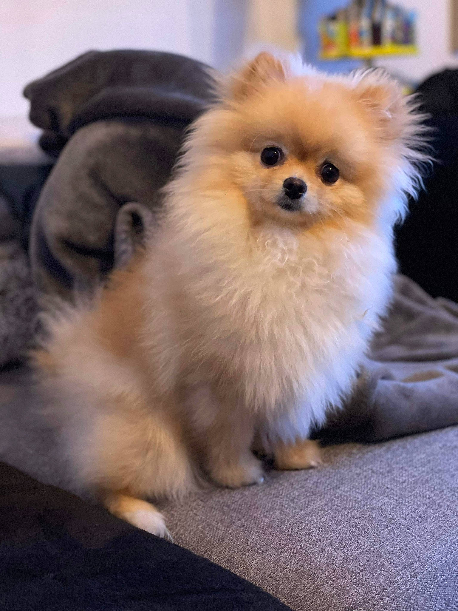 Brioche a rejoint le concours — aidez-le/la à gagner de superbes lots ! canidae, carnivore, companion_dog, dog, dog_breed, fawn, fur, german_spitz, german_spitz_klein, german_spitz_mittel, non_sporting_group, pomeranian, smile, snout, spitz, sporting_group, toy_dog, volpino_italiano, whiskers, working_animal