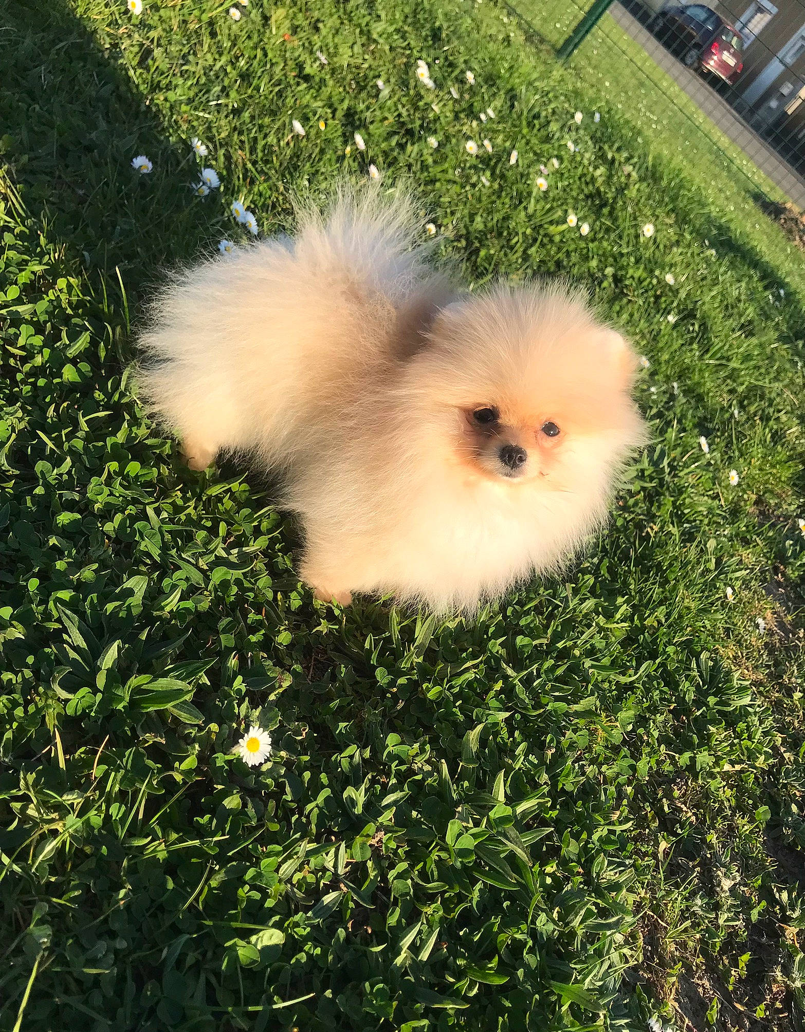 Brioche a rejoint le concours — aidez-le/la à gagner de superbes lots ! bird, canidae, carnivore, chicken, companion_dog, dog, dog_breed, fawn, fur, german_spitz, german_spitz_klein, german_spitz_mittel, grass, plant, spitz, sporting_group, tail, toy_dog, tree, whiskers