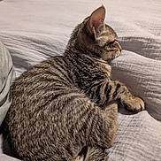 Gustavo is registered to the contest to win money with this photo: animal, blanket, cat, closeup, cozy, cute, domestic, feline, fur, indoor, nap, paw, pet, relaxed, resting, sleeping, soft, striped, tabby, whiskers