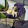 Avia participe au concours pour gagner de l'argent avec cette photo : animal, chair, daylight, dog, fence, furniture, garden, outdoor, patio, pet, plants, puppy, purple_blanket, relaxed, resting, shadows, sunlight, tiled_floor, wall, young_dog