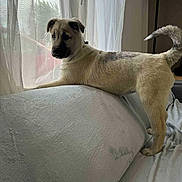 Avia participe au concours pour gagner de l'argent avec cette photo : animal, couch, curtains, dog, domestic, fur, furniture, home, indoor, light, looking_out, pet, playful, puppy, relaxed, shadow, side_view, tail, window, young_dog