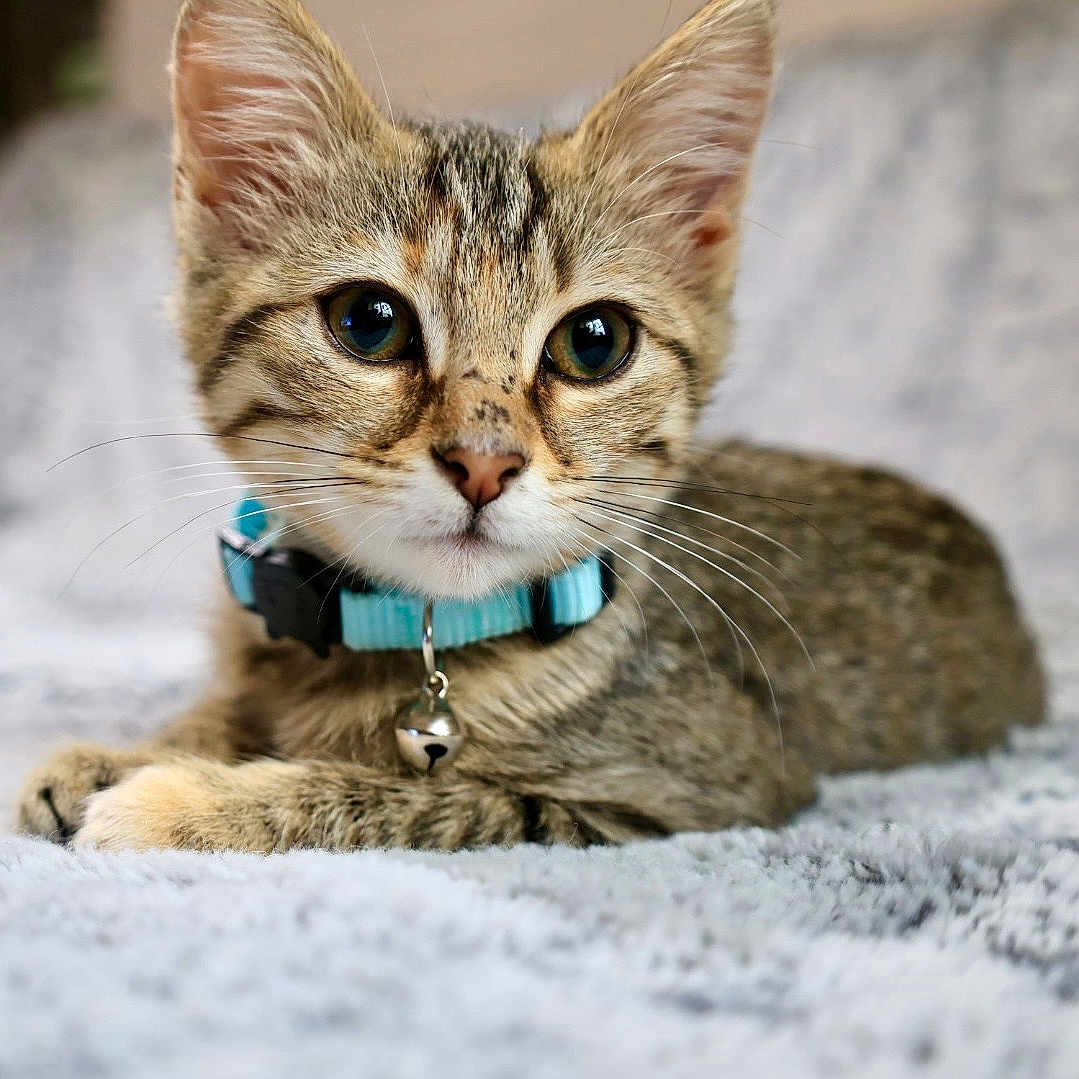 Cookie participe au concours pour gagner de l'argent avec cette photo : animal, bell, cat, close_up, collar, curious, cute, domestic_cat, feline, fur, indoor, kitten, lying_down, pet, portrait, small, soft_surface, tabby, whiskers, young