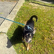 Louie is registered to the contest to win money with this photo: dog, small_dog, chihuahua, leash, harness, grass, sidewalk, shadow, sunny, outdoors, looking_up, brown_eyes, tongue, paw, ears, pet, walk, lawn, concrete, curled_tail