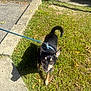 dog, small_dog, chihuahua, leash, harness, grass, sidewalk, shadow, sunny, outdoors, looking_up, brown_eyes, tongue, paw, ears, pet, walk, lawn, concrete, curled_tail
