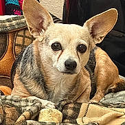 Waffles joined the competition — help win amazing prizes! dog, small_dog, pointy_ears, large_ears, tan_fur, black_and_tan, pet, animal, portrait, close_up, sitting, blanket, plaid, indoors, cozy, home, television, clothing, alert, cute