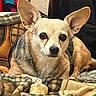 dog, small_dog, pointy_ears, large_ears, tan_fur, black_and_tan, pet, animal, portrait, close_up, sitting, blanket, plaid, indoors, cozy, home, television, clothing, alert, cute