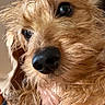 Weanz is registered to the contest to win money with this photo: dog, golden_dog, fluffy, long_hair, brown_fur, close_up, portrait, pet, canine, nose, eyes, whiskers, muzzle, hand, human, indoors, home, adorable, cute, photography
