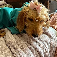 Weanz joined the competition — help win amazing prizes! dog, puppy, small_dog, sleeping, sleepy, pink_bow, turquoise_sweater, blanket, cozy, indoors, portrait, close_up, fluffy, brown_fur, cute, relaxed, pet, furniture, home, soft_texture
