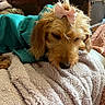 dog, puppy, small_dog, sleeping, sleepy, pink_bow, turquoise_sweater, blanket, cozy, indoors, portrait, close_up, fluffy, brown_fur, cute, relaxed, pet, furniture, home, soft_texture