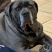 Freya joined the competition — help win amazing prizes! dog, large_dog, mastiff, gray_dog, wrinkles, droopy_face, floppy_ears, brown_eyes, close_up, portrait, sitting, indoor, tile_floor, pet, canine, short_fur, paws, gentle_giant, funny_expression, home