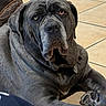 dog, large_dog, mastiff, gray_dog, wrinkles, droopy_face, floppy_ears, brown_eyes, close_up, portrait, sitting, indoor, tile_floor, pet, canine, short_fur, paws, gentle_giant, funny_expression, home