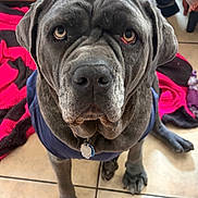 Freya is registered to the contest to win money with this photo: animal, black_blanket, blanket, blue_shirt, canine, close_up, collar, dog, floor, gray_dog, indoor, large_dog, looking_up, pet, portrait, red_blanket, sitting, tag, tile_floor, wrinkled_face