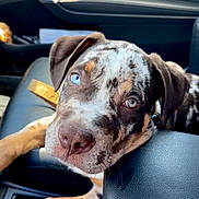 Hadès a rejoint le concours — aidez-le/la à gagner de superbes lots ! puppy, dog, car_interior, leather, armrest, heterochromia, blue_eyes, brown_eyes, close_up, pet, canine, seat, window, daylight, resting, young_dog, curious, animal, domestic_animal, companion